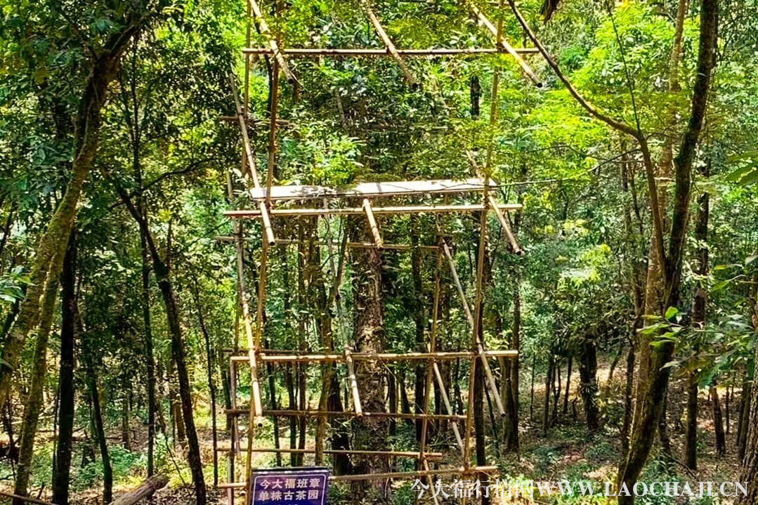 <a href=http://www.irkerecue.com target='_blank'>今大福普洱茶</a>行情網(wǎng) 今大福普洱茶行情網(wǎng)