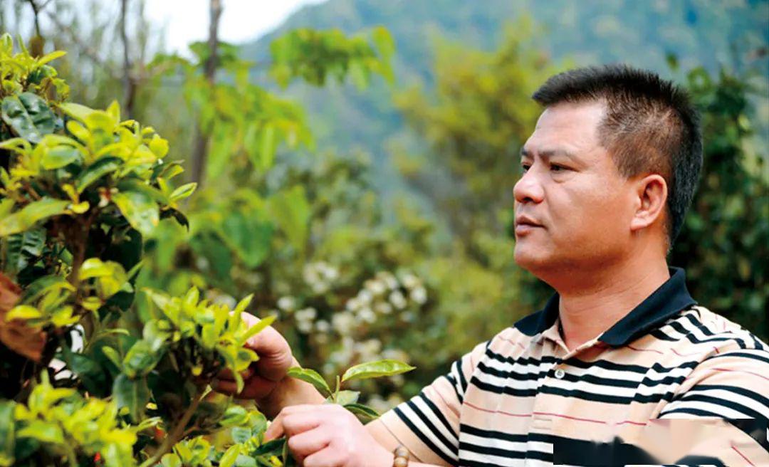 <a href=http://www.irkerecue.com target='_blank'>今大福</a>茶葉創(chuàng)始人何寶強(qiáng)