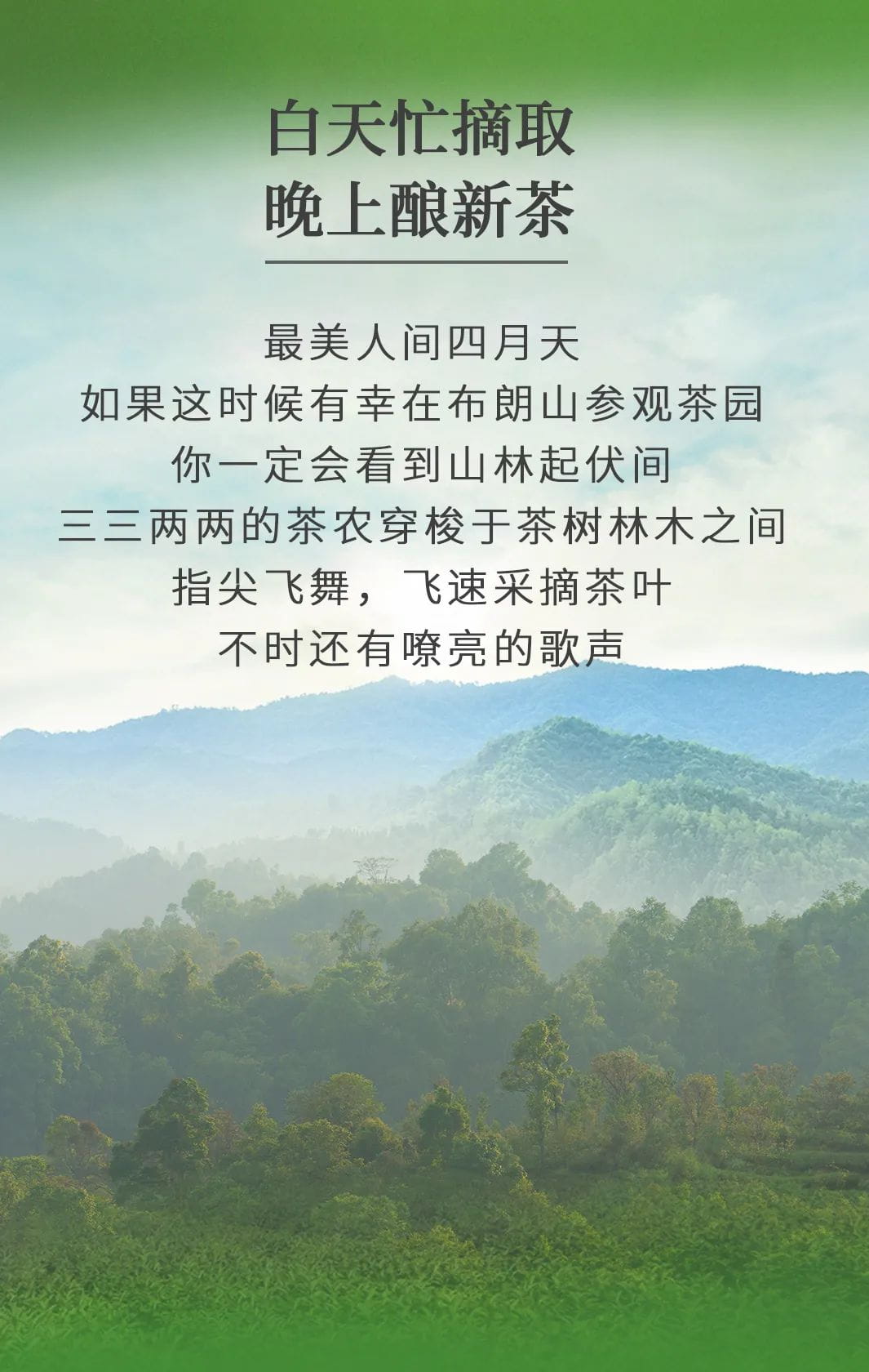 今大福2022年限定頭春散茶 今大福2022年限定頭春散茶