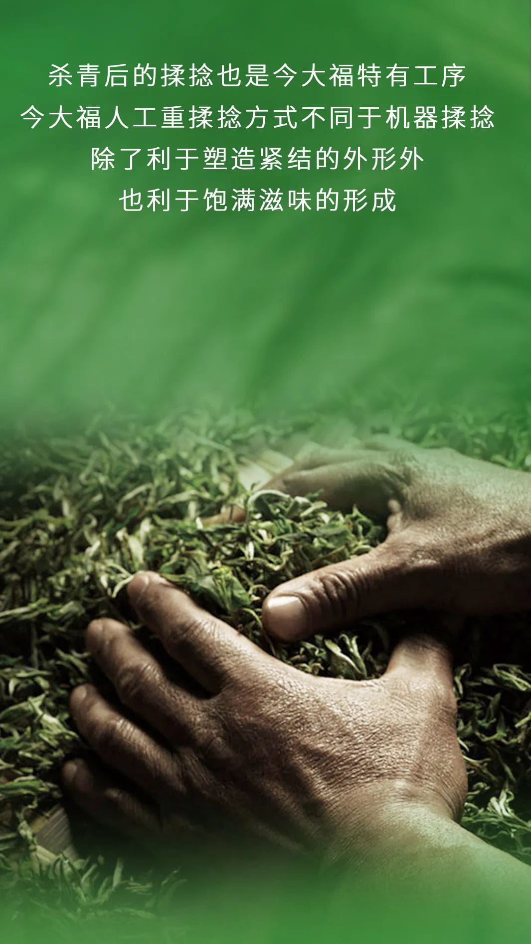 今大福2022年限定頭春散茶 今大福2022年限定頭春散茶