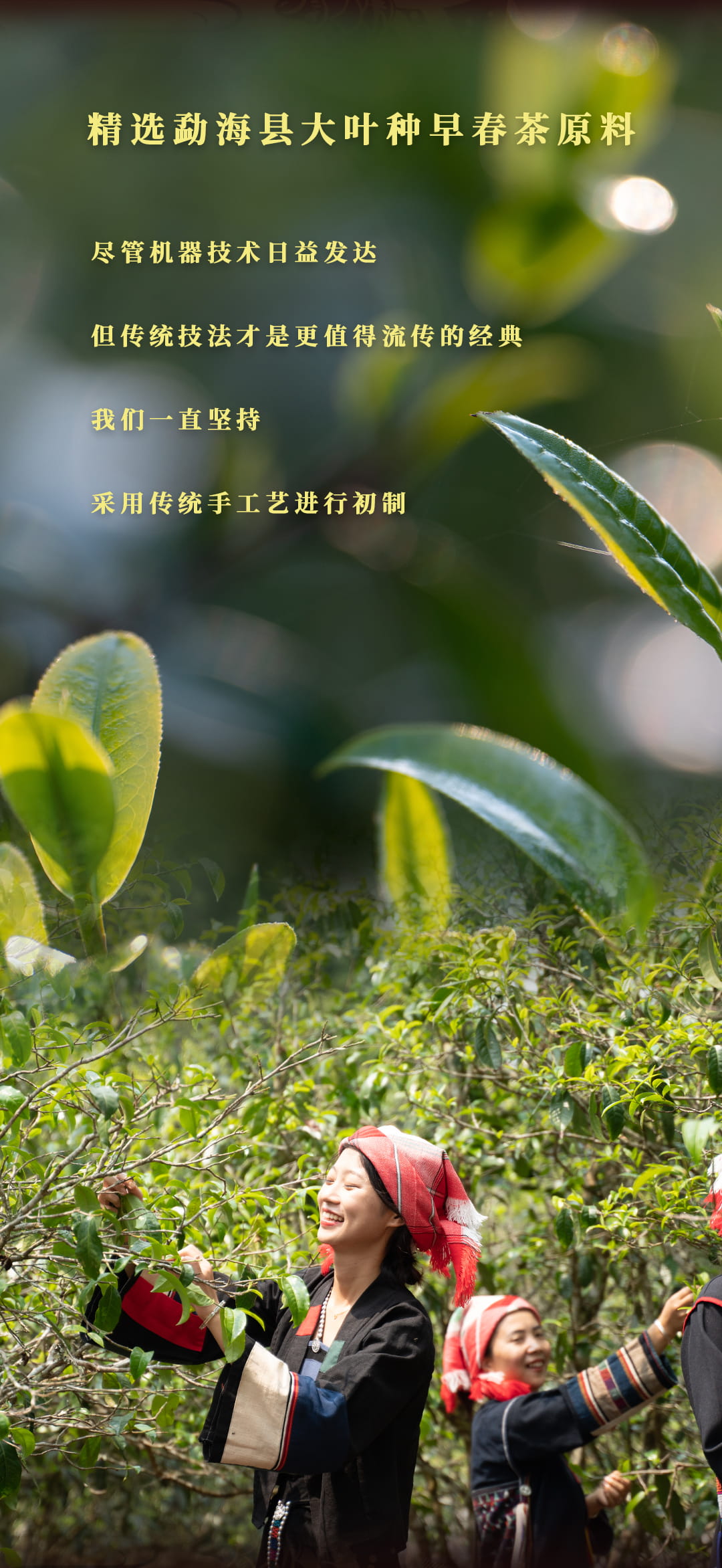 今大福2022年孔雀熟沱 今大福2022年孔雀熟沱