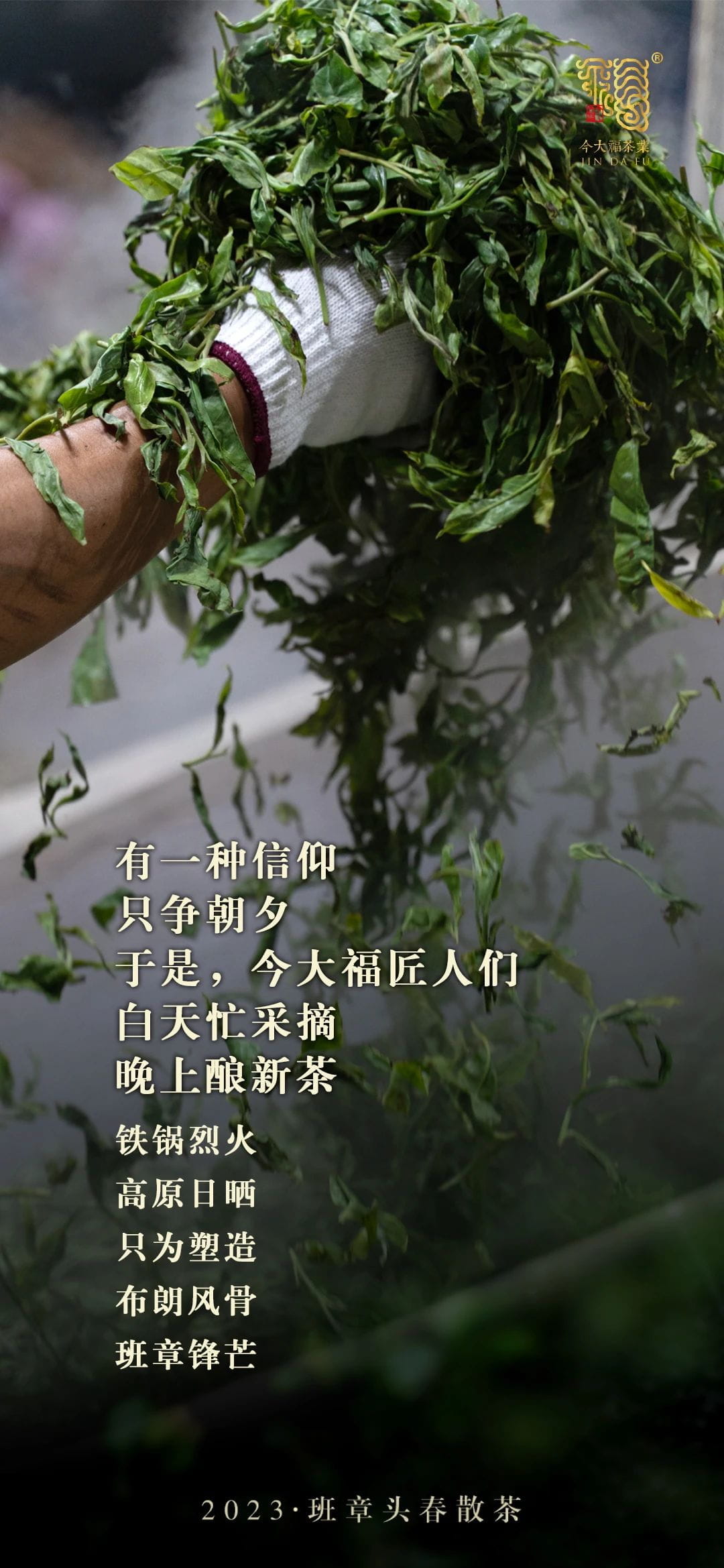 今大福2021年班章頭春散茶