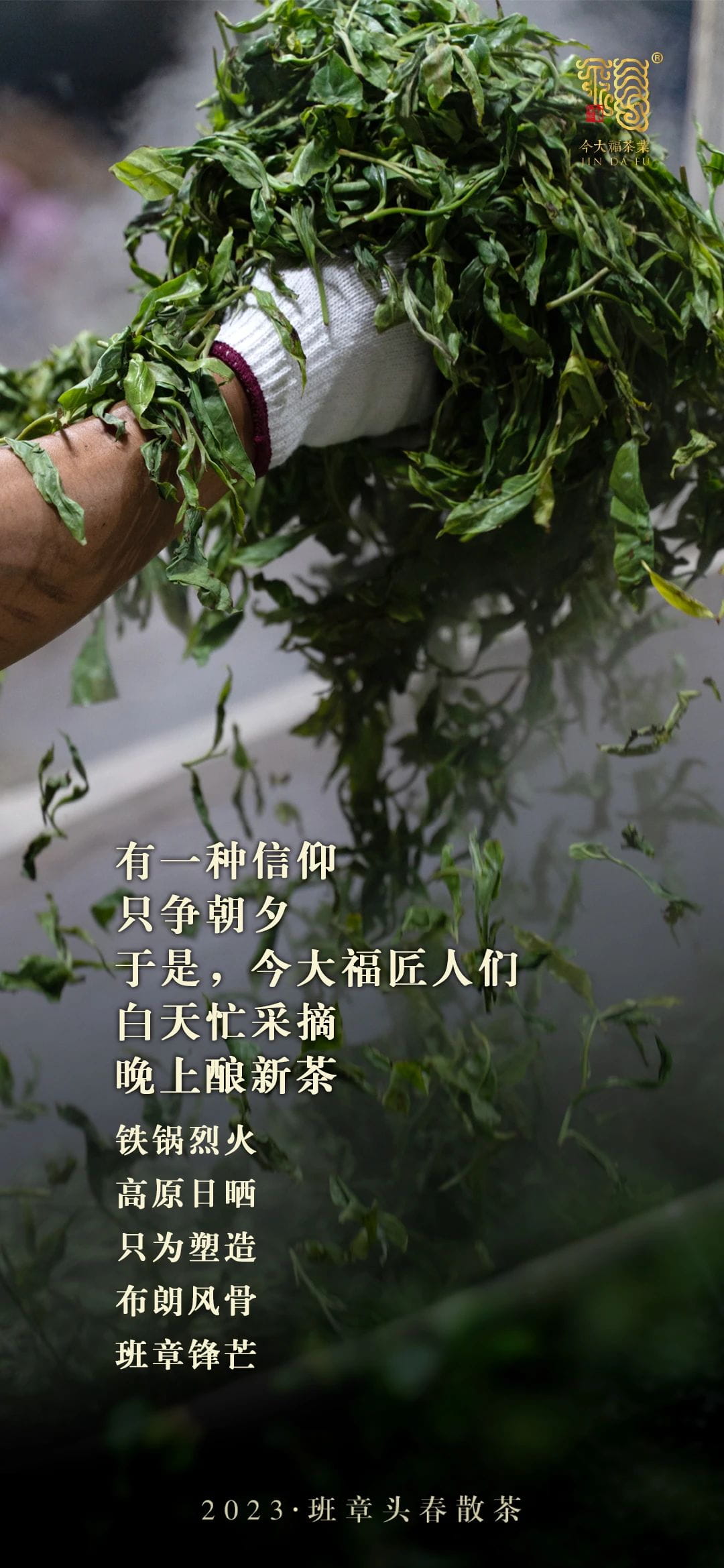 今大福2023年班章頭春散茶 今大福2023年班章頭春散茶