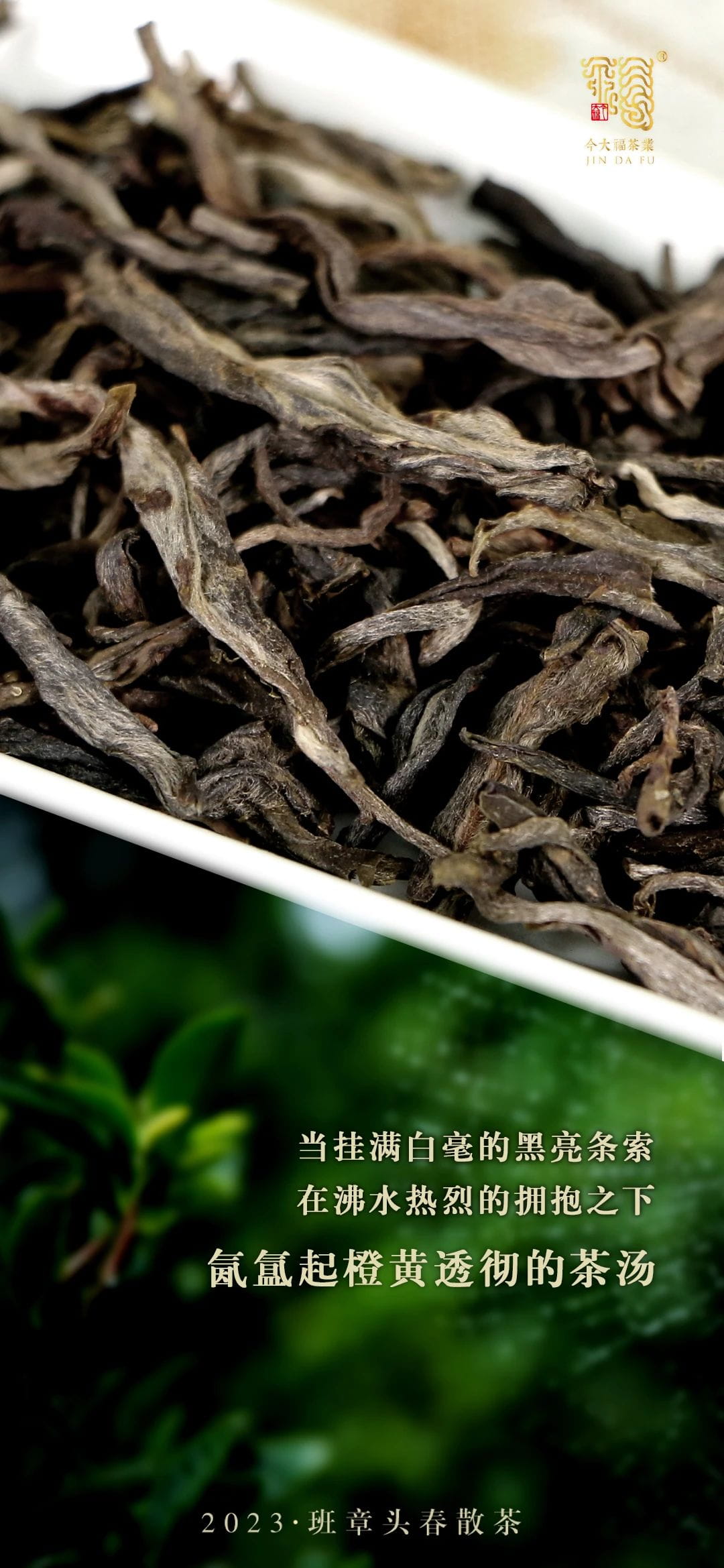 今大福2023年班章頭春散茶 今大福2023年班章頭春散茶