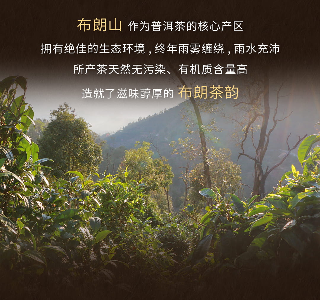 今大福2022年原生態熟茶 今大福2022年原生態熟茶