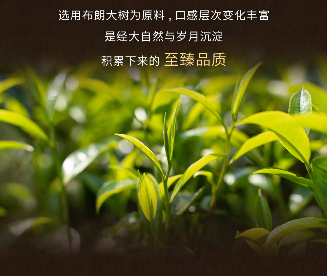 今大福2022年原生態熟茶 今大福2022年原生態熟茶