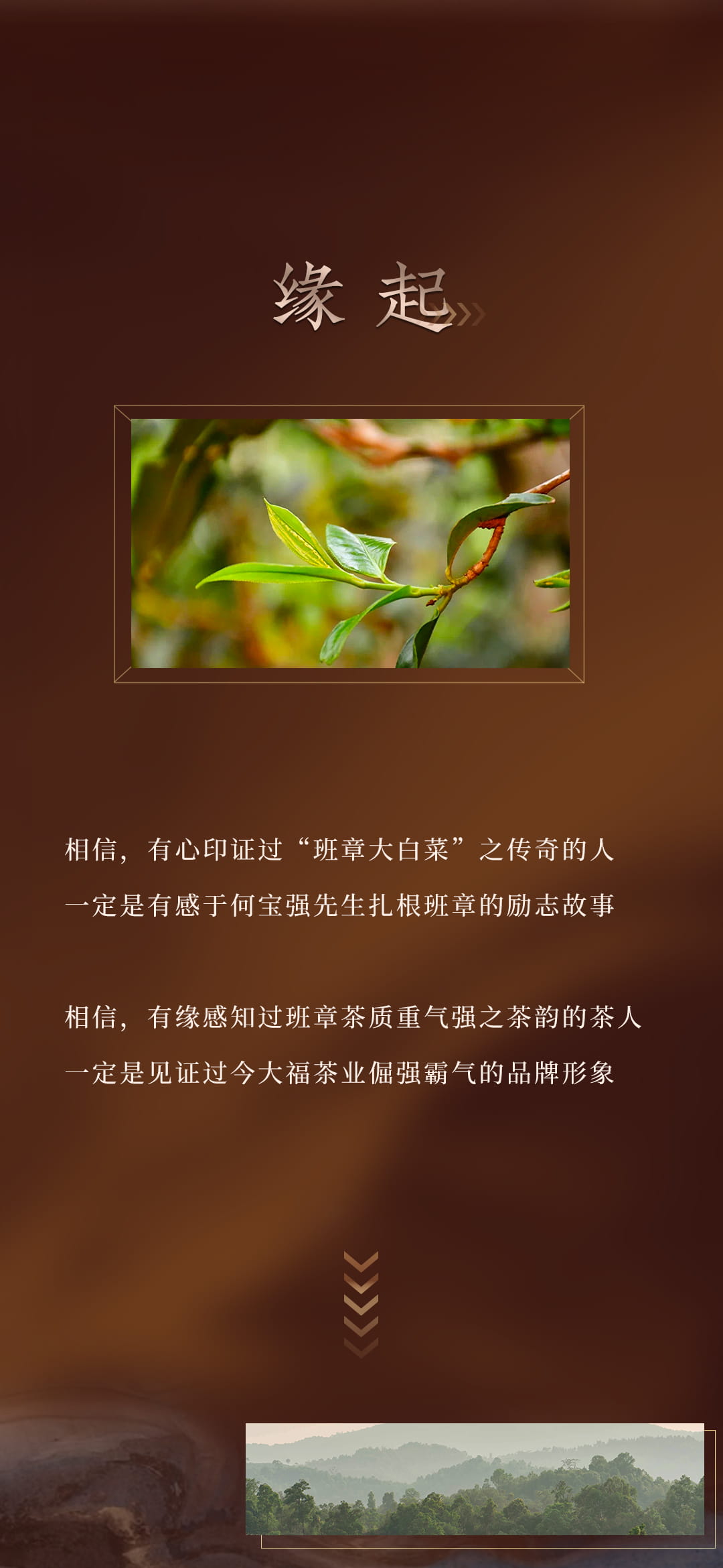 今大福2022年班章特制青餅 今大福2022年班章特制青餅