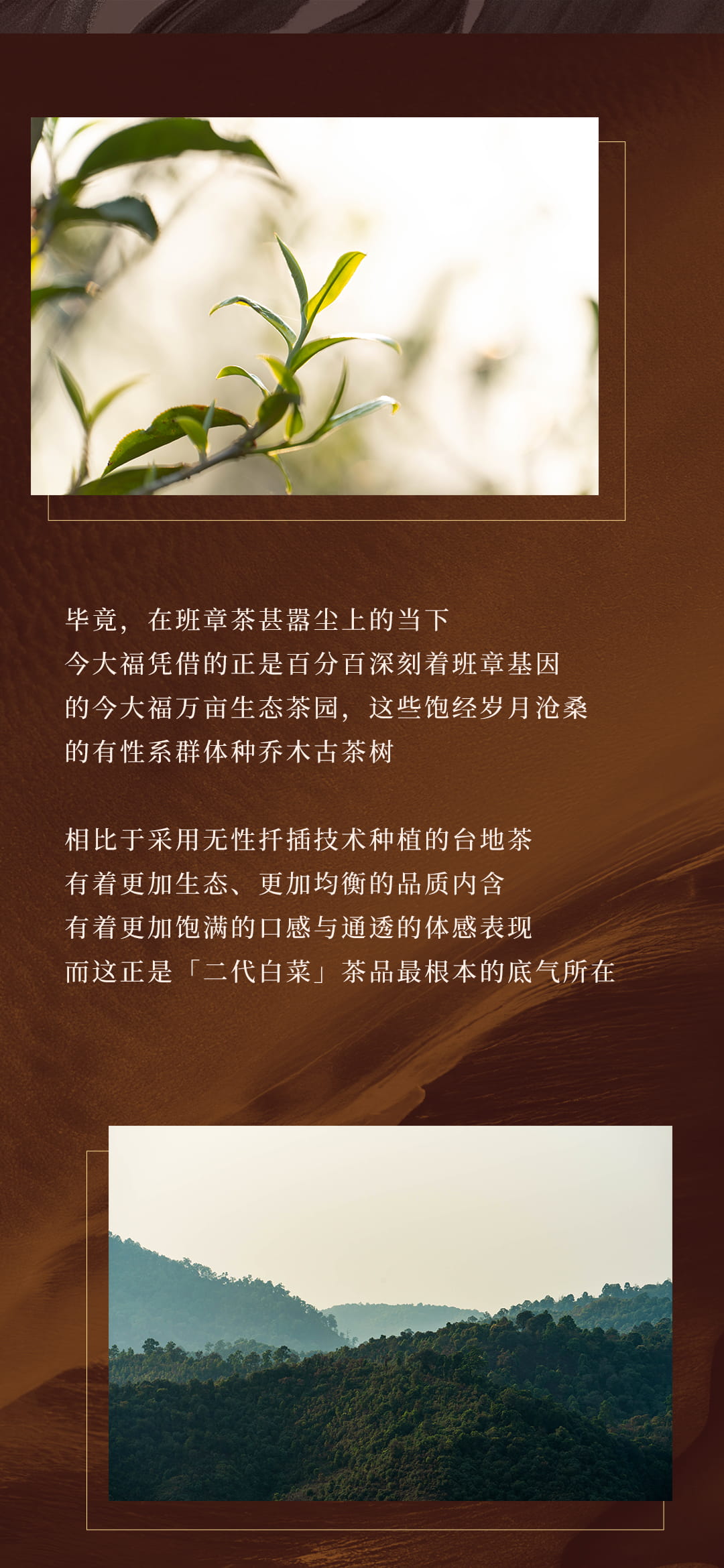 今大福2022年班章特制青餅 今大福2022年班章特制青餅