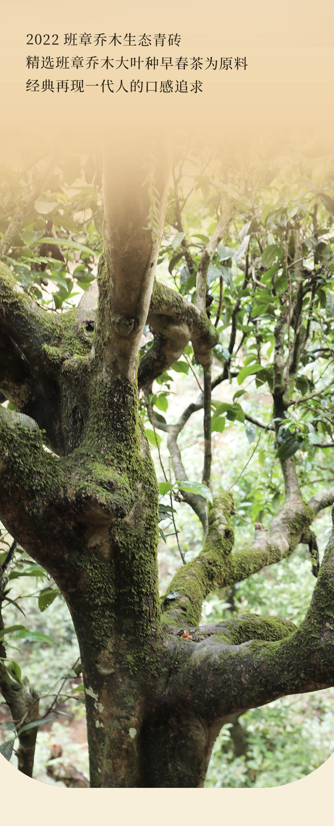 今大福2022年班章喬木生態磚 今大福2022年班章喬木生態磚