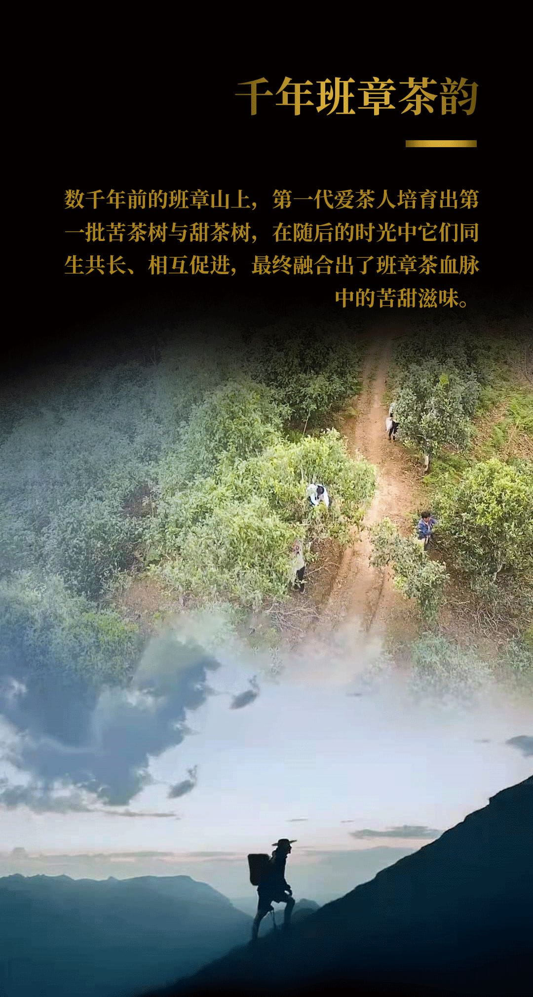 今大福2020年班章起福金磚 今大福2020年班章起福金磚