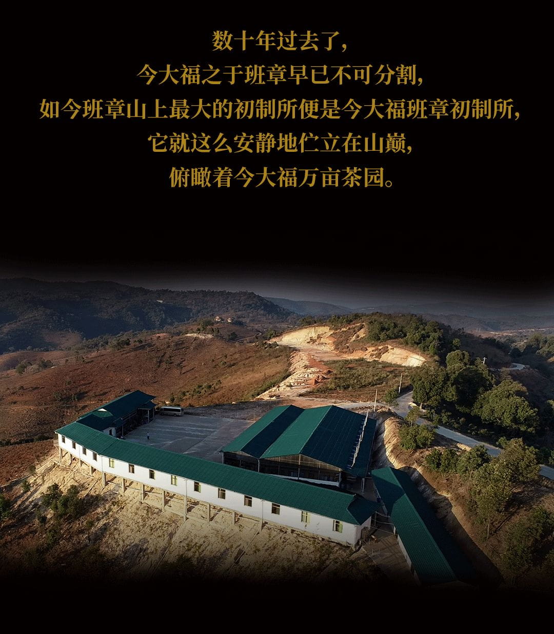 今大福2020年班章起福金磚 今大福2020年班章起福金磚