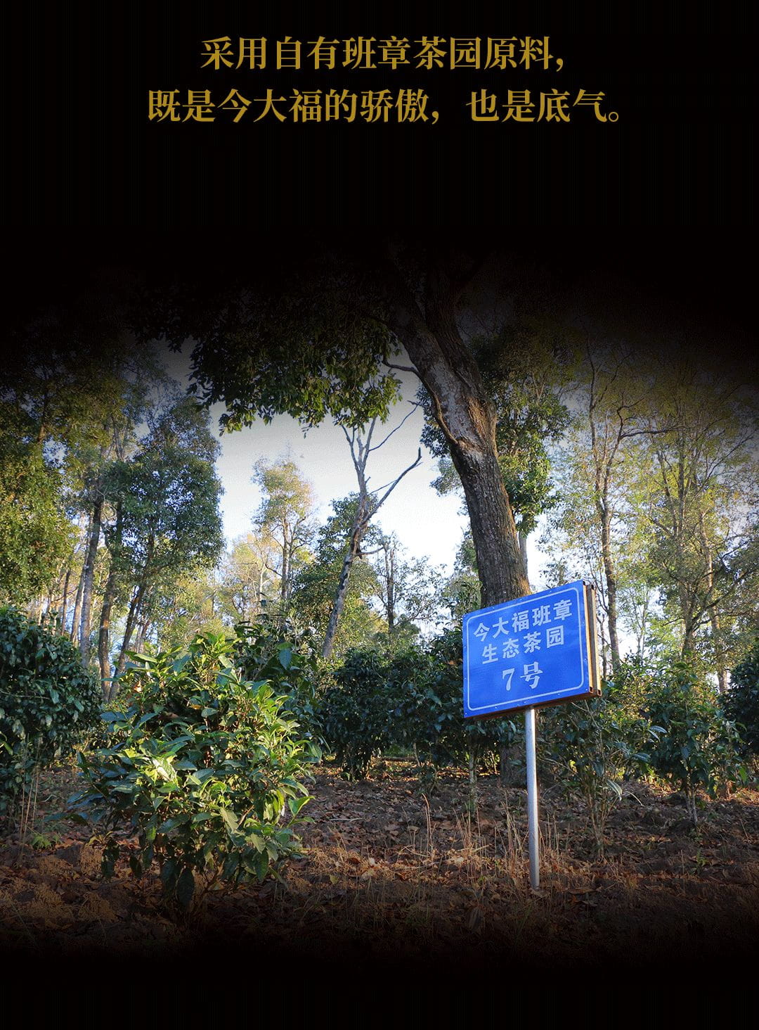 今大福2020年班章起福金磚 今大福2020年班章起福金磚