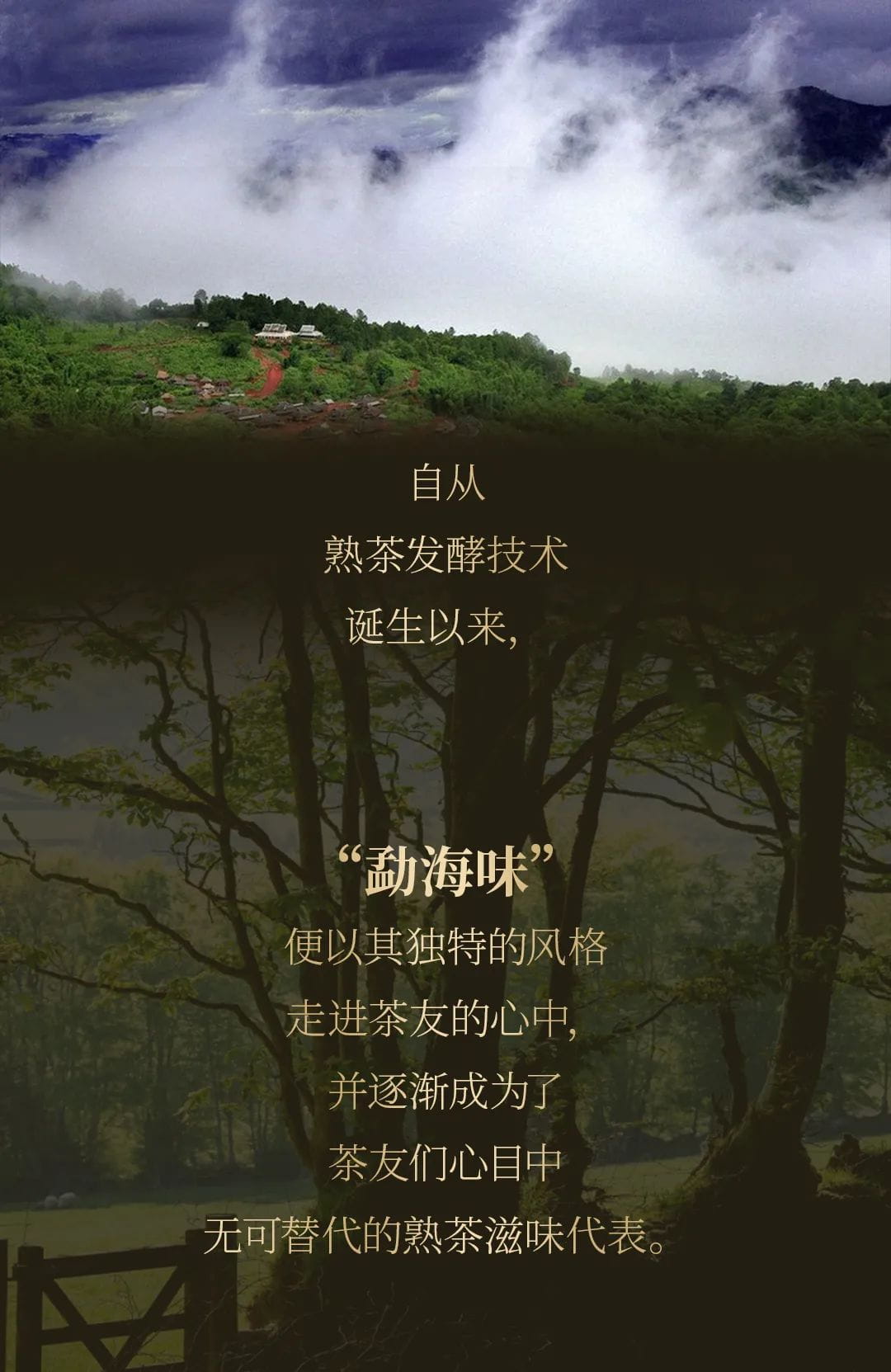 今大福2020年班章大二號熟餅 今大福2020年班章大二號熟餅