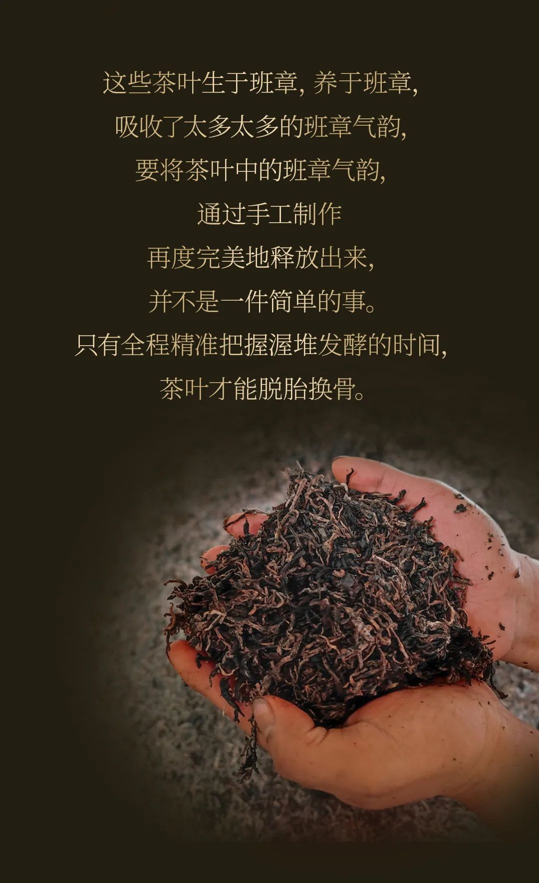 今大福2020年班章大二號熟餅 今大福2020年班章大二號熟餅