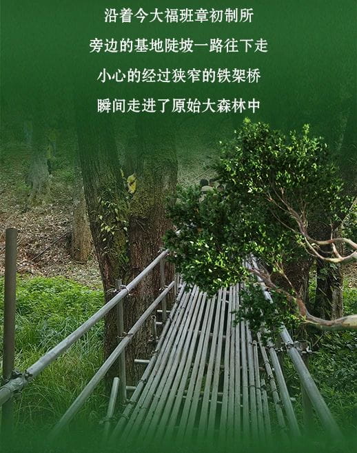 今大福2021年班章秘境青餅 今大福2021年班章秘境青餅