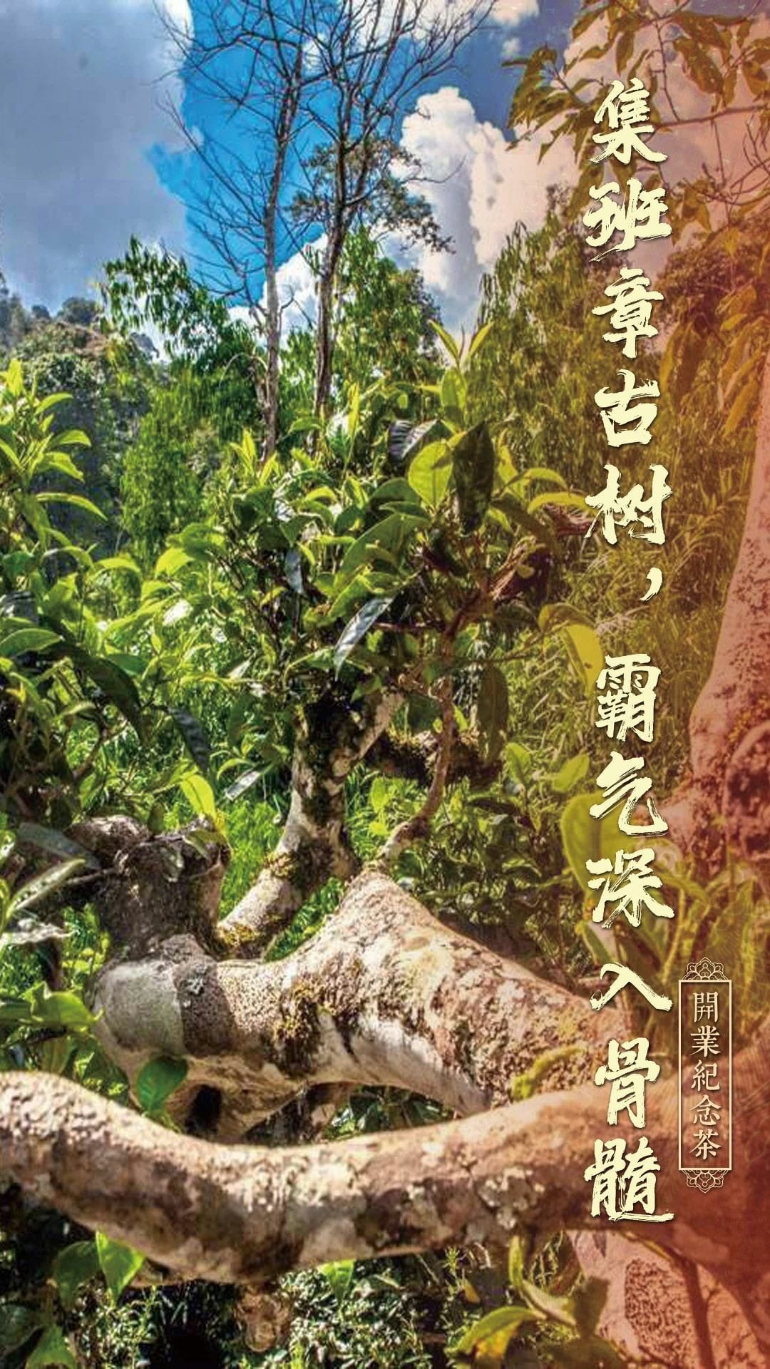 今大福2020年班章德福青餅 今大福2020年班章德福青餅