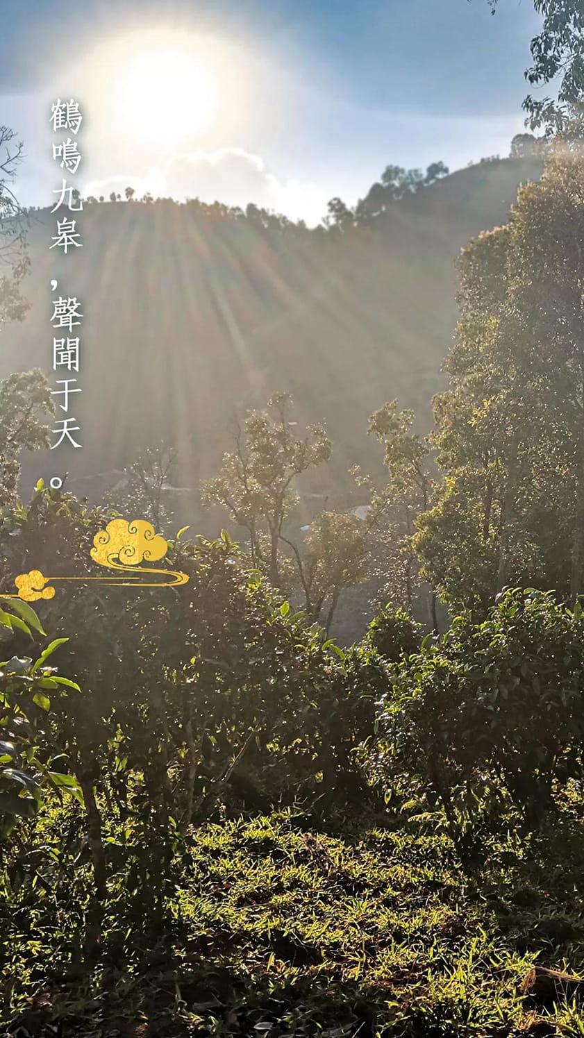 今大福2020年班章福鶴青餅 今大福2020年班章福鶴青餅