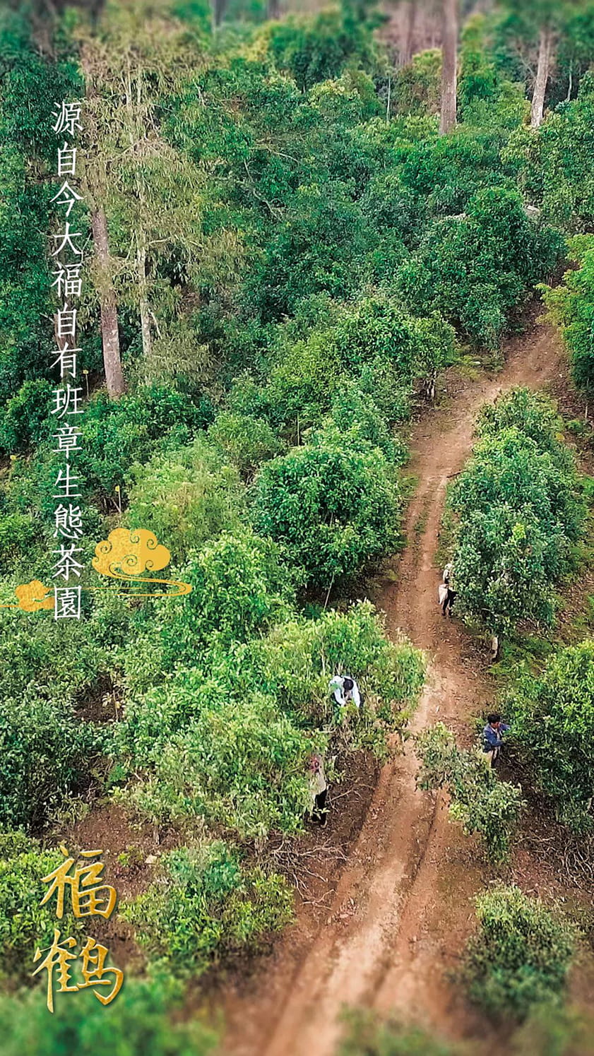 今大福2020年班章福鶴青餅 今大福2020年班章福鶴青餅
