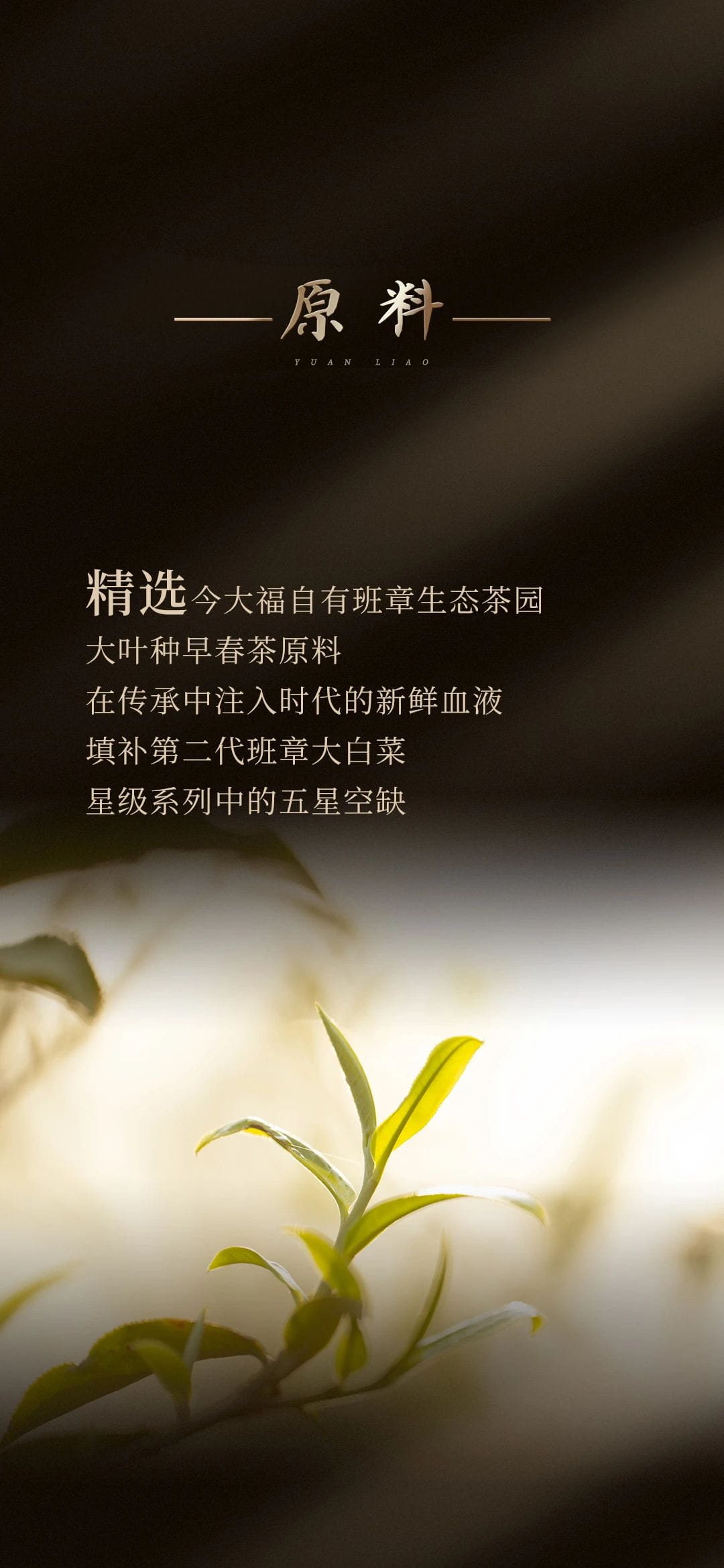 今大福2023年班章五星大白菜青餅 今大福2023年班章五星大白菜青餅