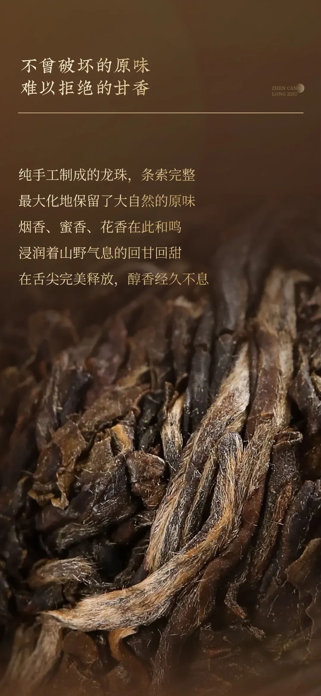 今大福2023年生態古樹珍藏龍珠