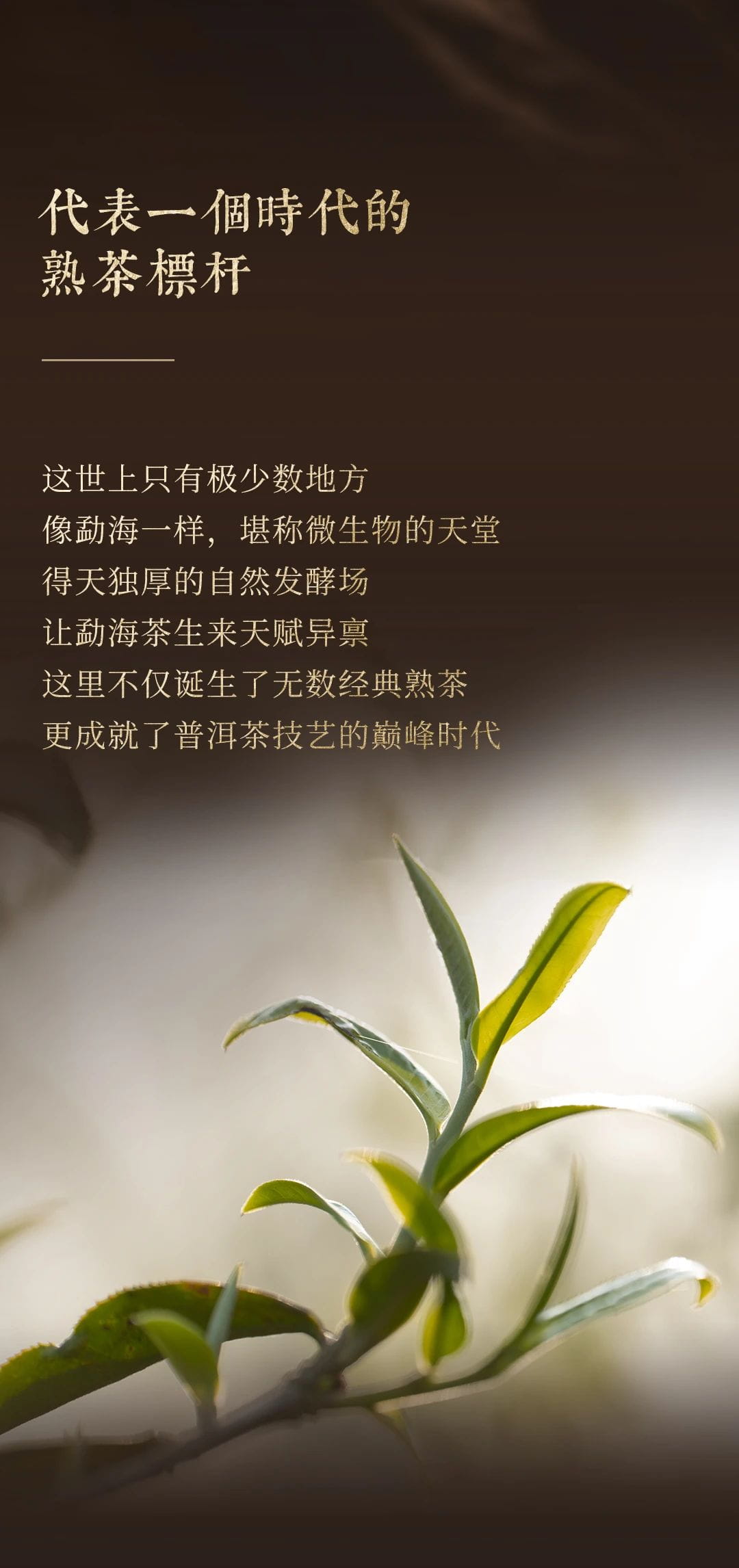 今大福2024年經典精品熟磚