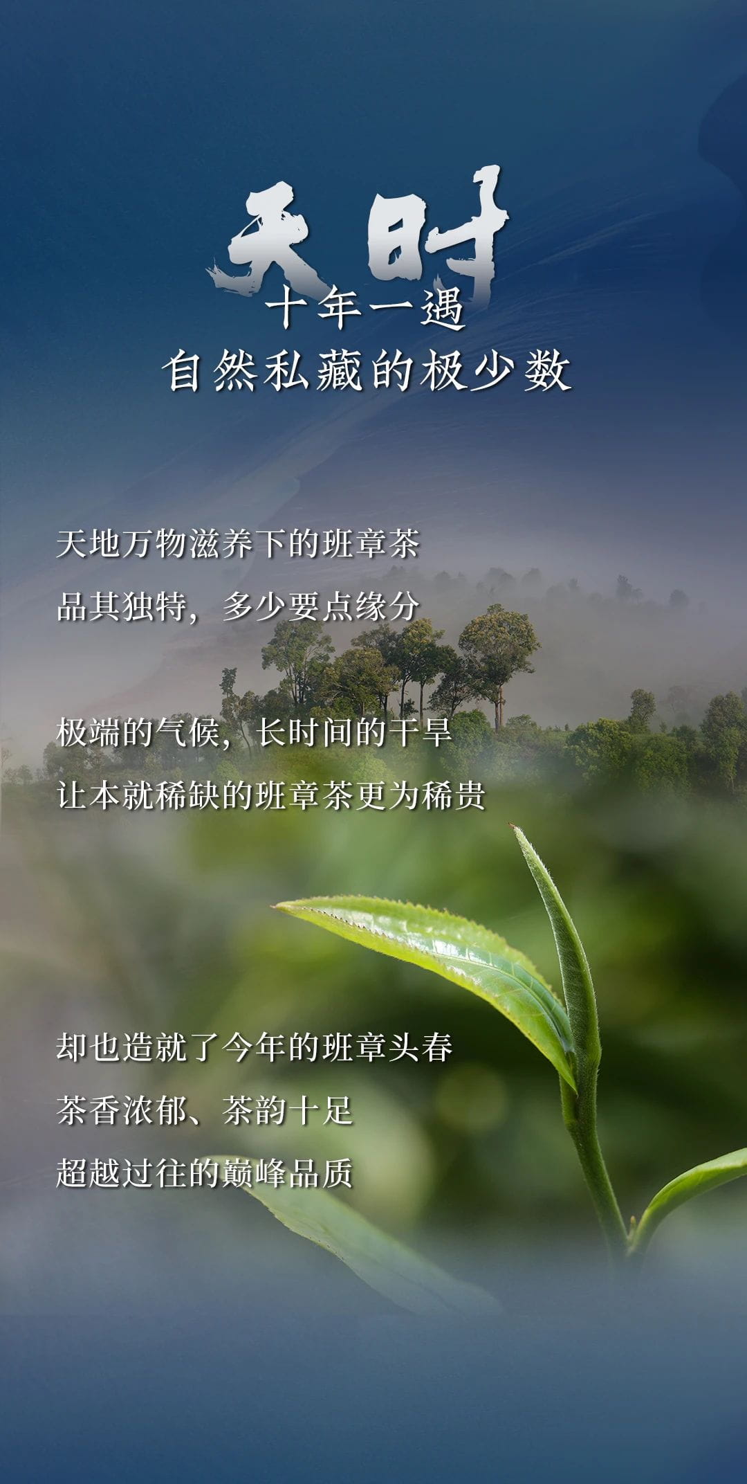 今大福2024年班章頭春青餅