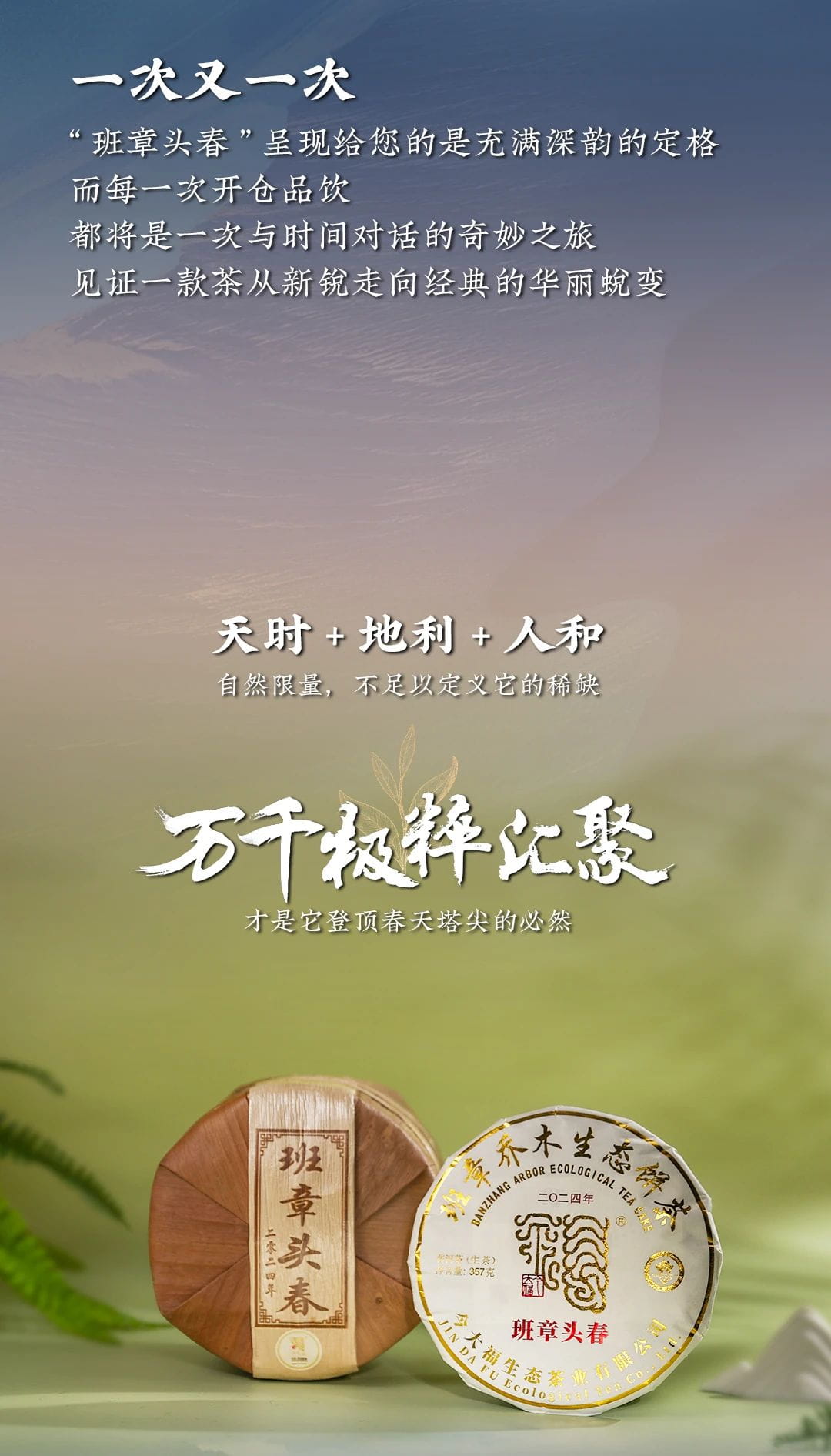 今大福2024年班章頭春青餅