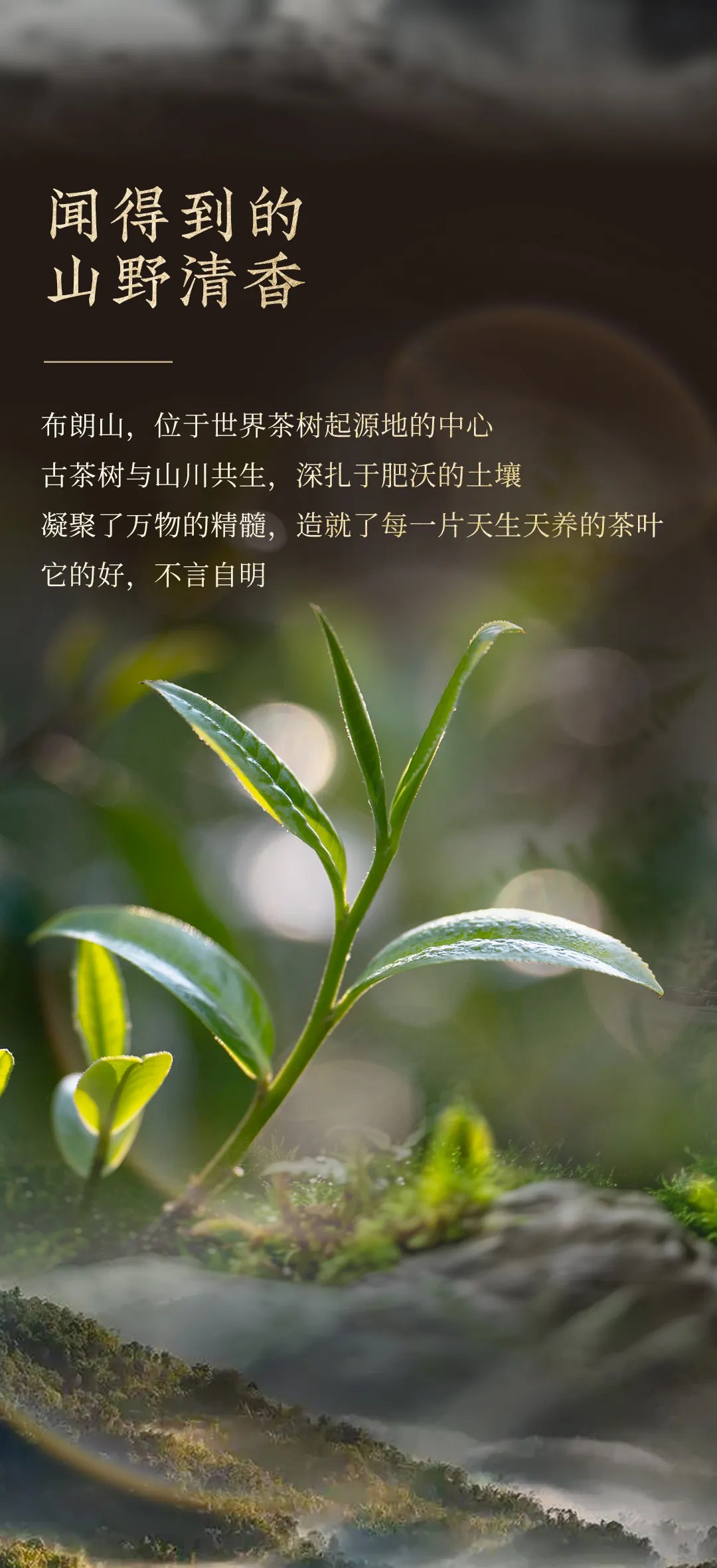 今大福2024年布朗銀磚生茶