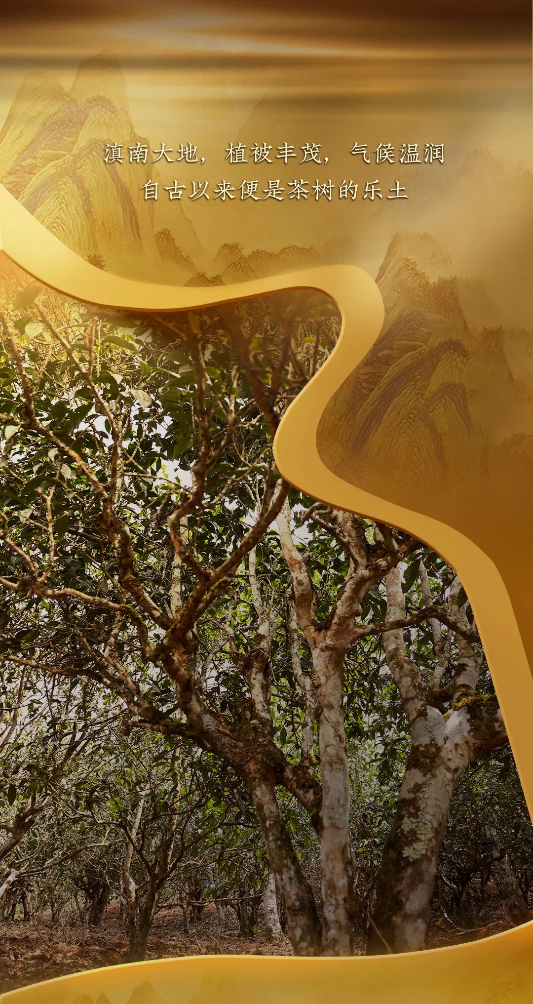 今大福2024年班章金韻青餅