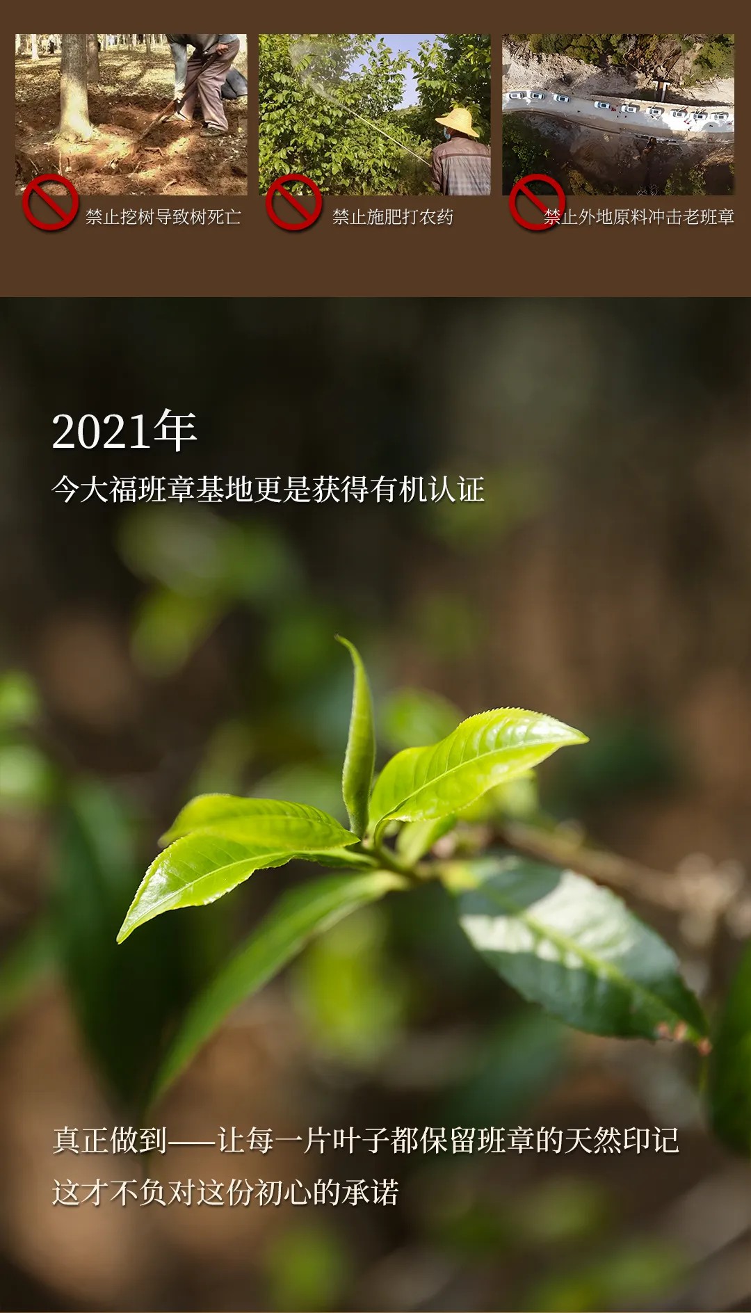 今大福2024年班章金韻青餅