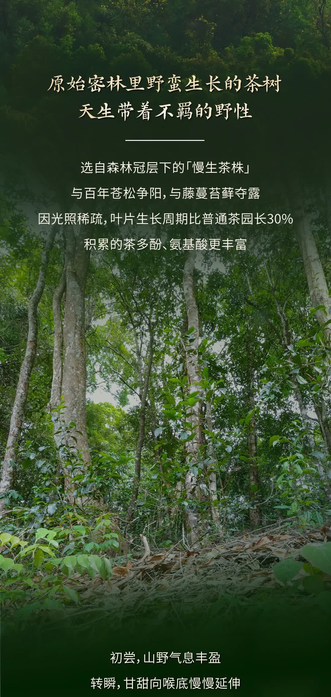 今大福2025年森林班章青餅” /><br /> </span> </p><p class=