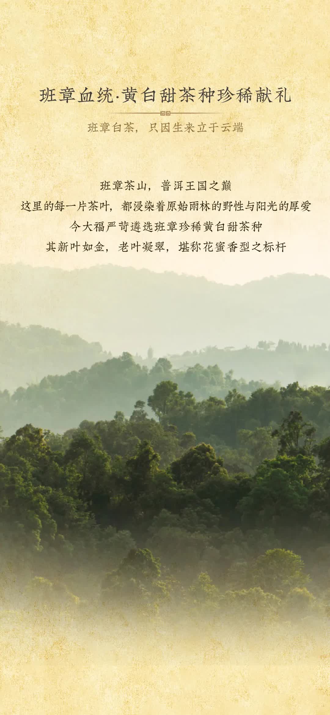 今大福2025年班章竹筒白茶” /><br /> </span> </p><p class=